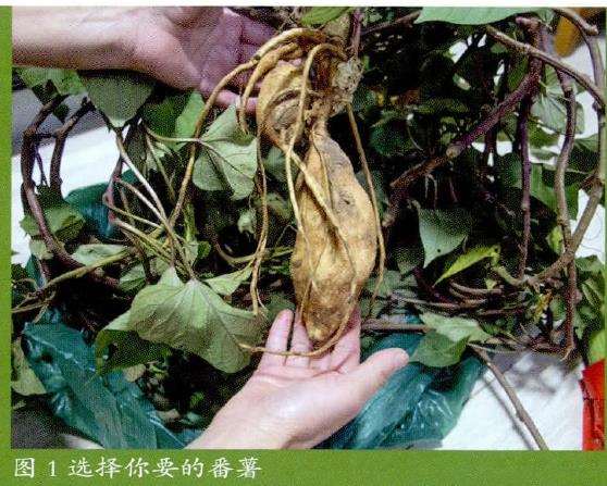 怎么家庭水培番薯