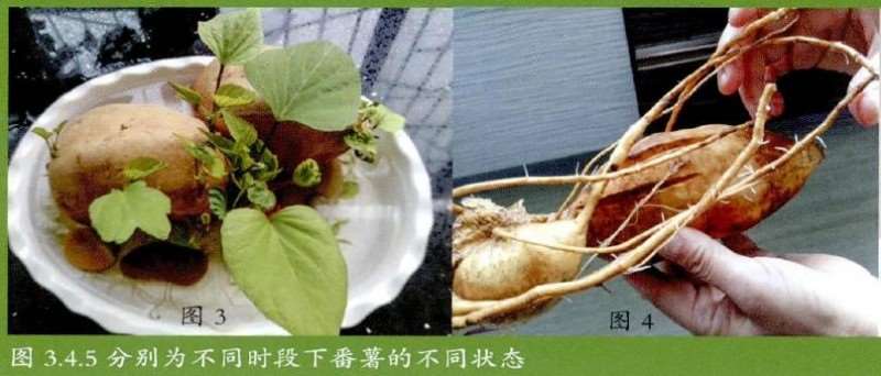 图解 怎么家庭水培番薯的22个步骤