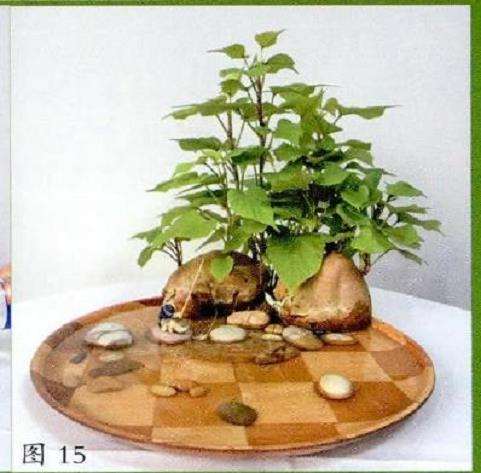 图解 怎么家庭水培番薯的22个步骤