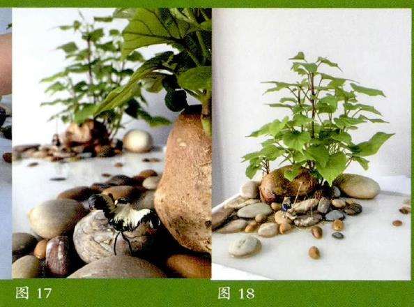 图解 怎么家庭水培番薯的22个步骤