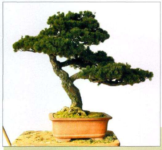 图解 五针松盆景怎么创作的13个过程