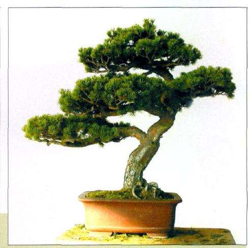 图解 五针松盆景怎么创作的13个过程