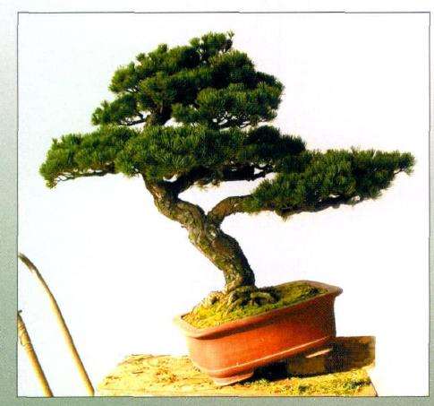 图解 五针松盆景怎么创作的13个过程