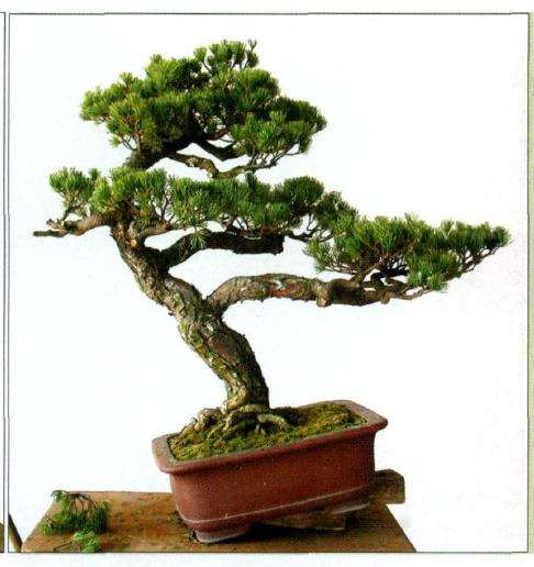 图解 五针松盆景怎么创作的13个过程