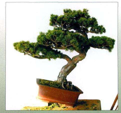 图解 五针松盆景怎么创作的13个过程