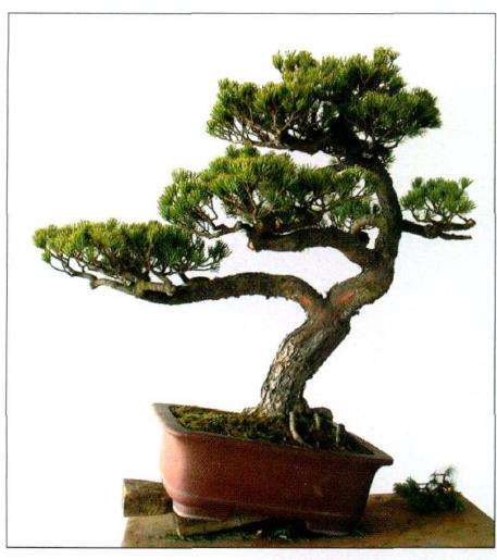 图解 五针松盆景怎么创作的13个过程