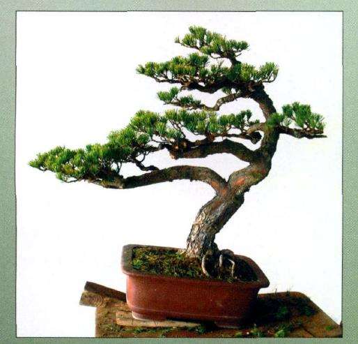 图解 五针松盆景怎么创作的13个过程