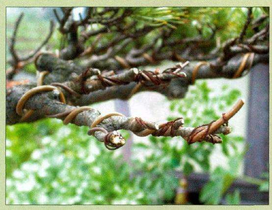 图解 五针松盆景怎么创作的13个过程