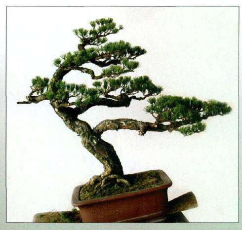 图解 五针松盆景怎么创作的13个过程