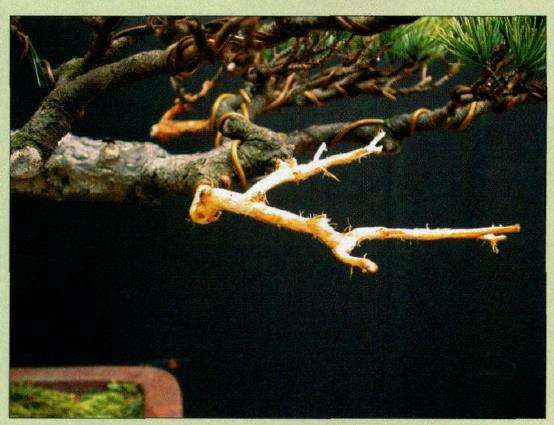 五针松盆景怎么创作的