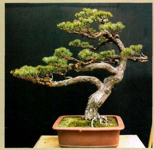 五针松盆景怎么创作的