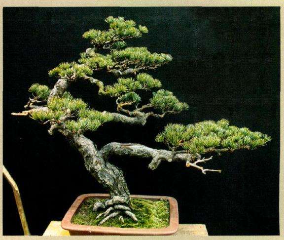 五针松盆景怎么创作的