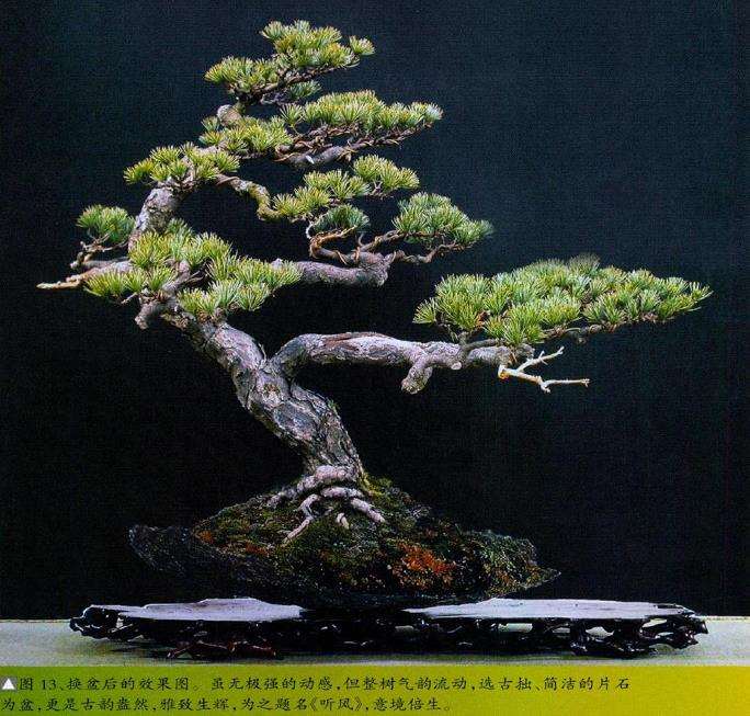五针松盆景怎么创作的