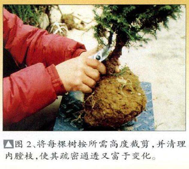 图解 塔柏怎么创作树石盆景的6个过程