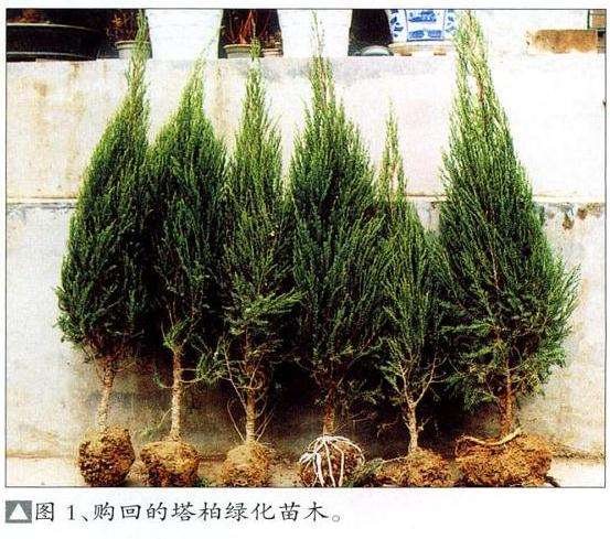 图解 塔柏怎么创作树石盆景的6个过程