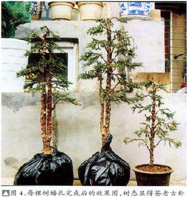 图解 塔柏怎么创作树石盆景的6个过程