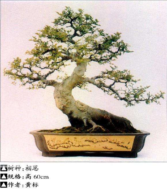 岭南盆景怎么几架陈设的3个方法 图片