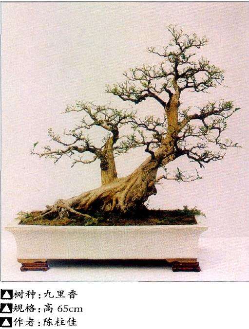 岭南盆景怎么几架陈设的3个方法 图片