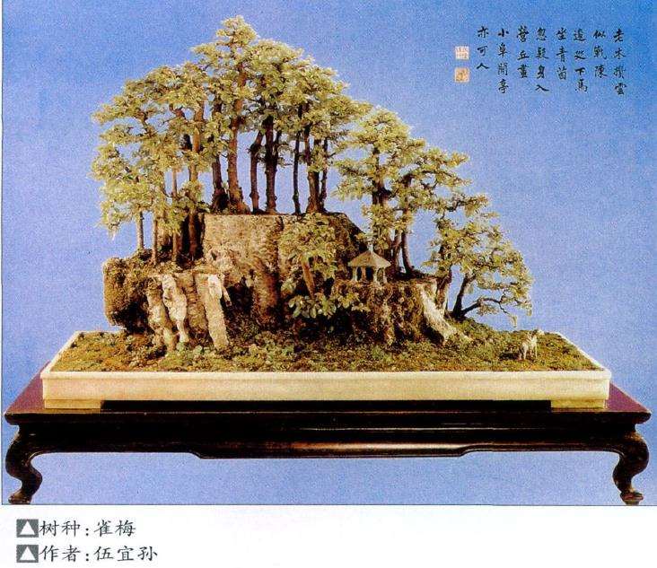 岭南盆景怎么几架陈设的3个方法 图片