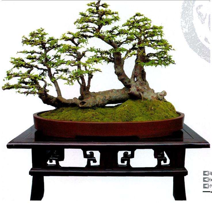 盆景意境怎么表现的5个方法 图片