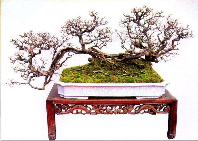 盆景意境怎么表现的5个方法 图片