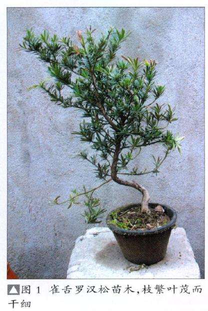 图解 雀舌罗汉松怎么制作盆景的4个技法