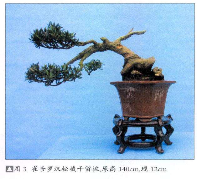 图解 雀舌罗汉松怎么制作盆景的4个技法