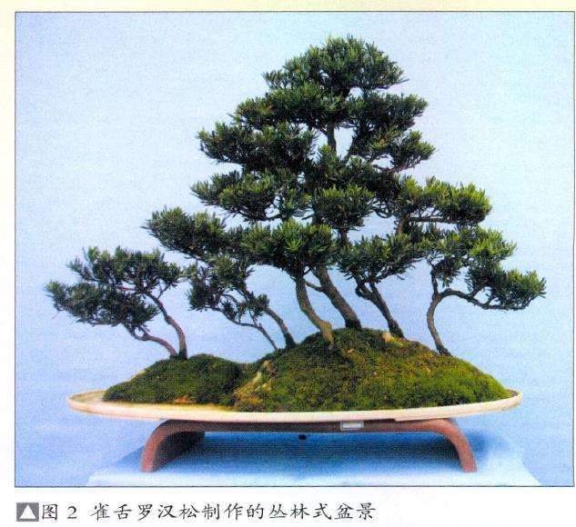 图解 雀舌罗汉松怎么制作盆景的4个技法