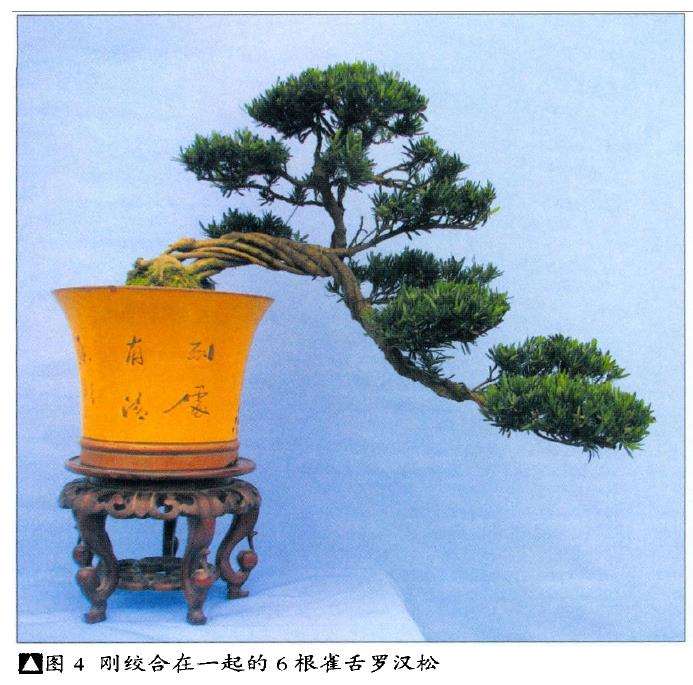 图解 雀舌罗汉松怎么制作盆景的4个技法