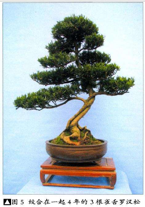 图解 雀舌罗汉松怎么制作盆景的4个技法