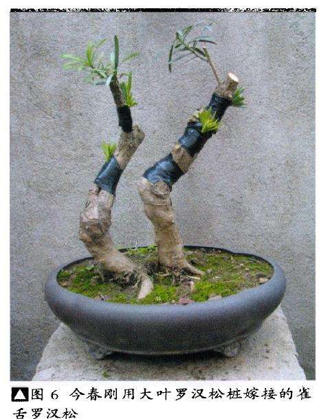 图解 雀舌罗汉松怎么制作盆景的4个技法
