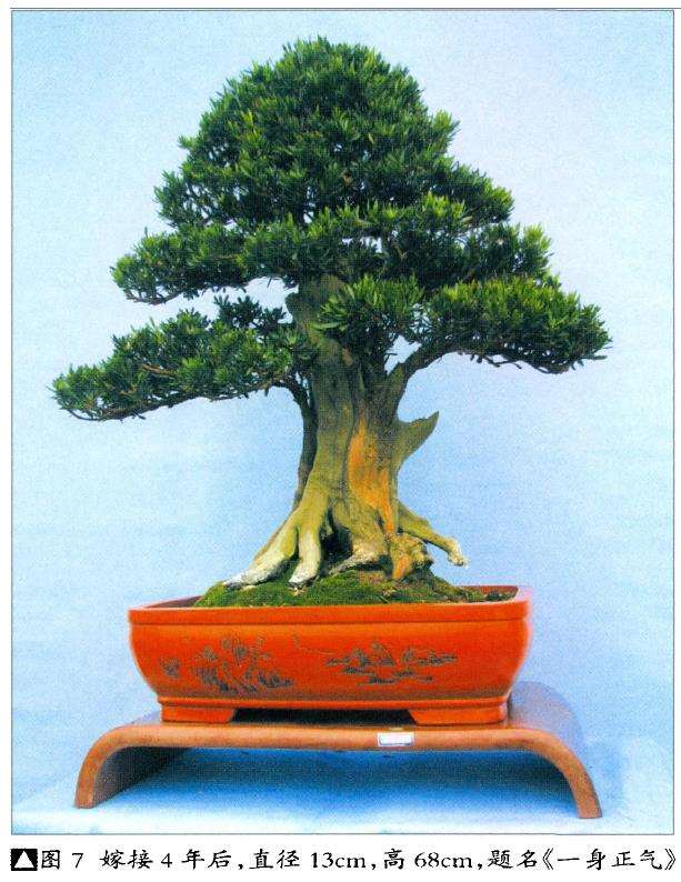图解 雀舌罗汉松怎么制作盆景的4个技法