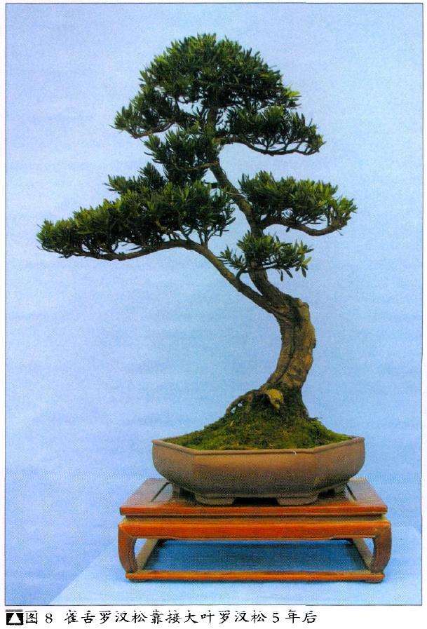 图解 雀舌罗汉松怎么制作盆景的4个技法