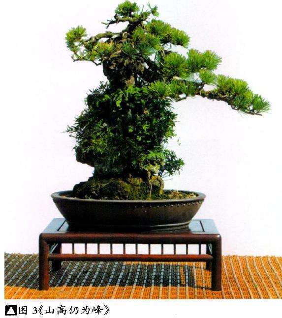 附石盆景作品怎么命题的3个方法 图片