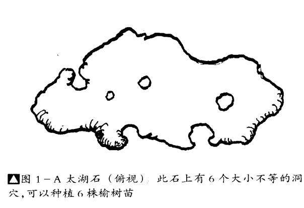 图解 石上树盆景怎么制作的4个步骤