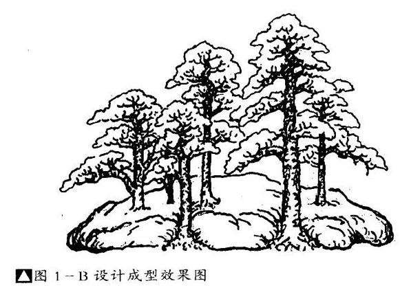 图解 石上树盆景怎么制作的4个步骤