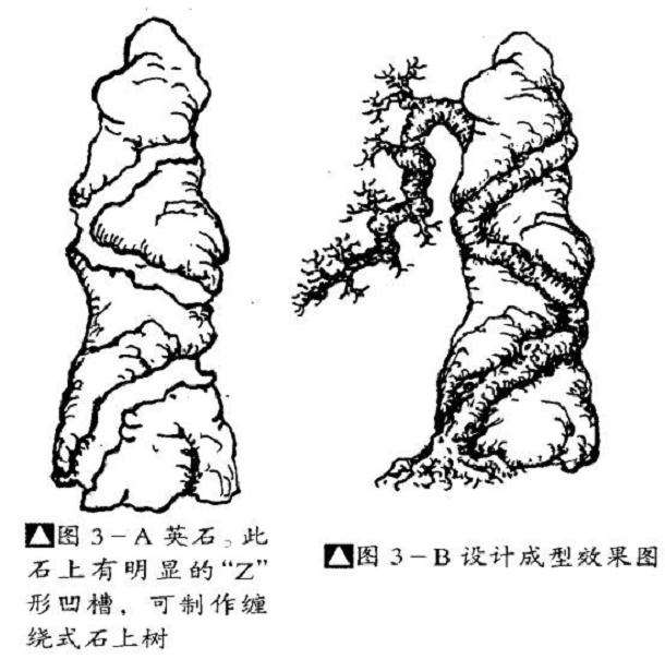 图解 石上树盆景怎么制作的4个步骤