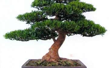 盆景创作就是要营造有音乐境界 图片