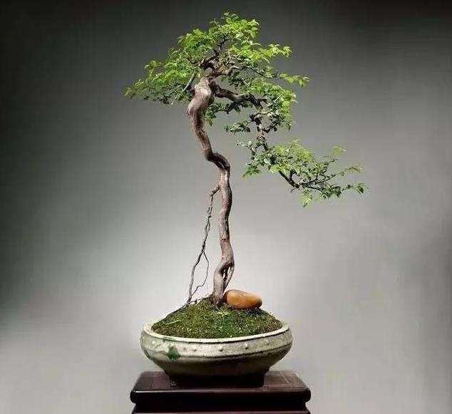 哪位名家给盆景规格下过规定