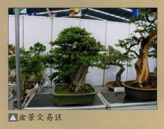 西安世界园艺盆景有30多盆