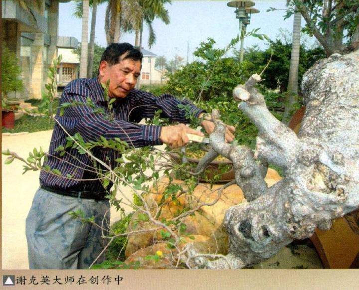 中国盆景大观园总经理谢克英先生