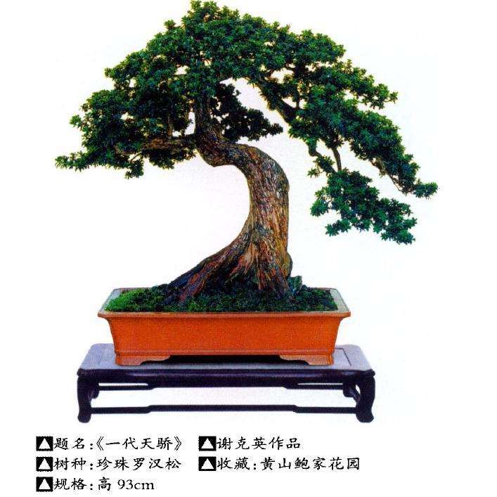 中国盆景大观园总经理谢克英先生