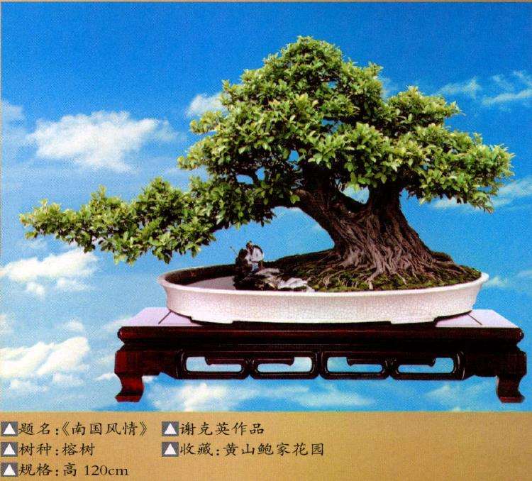 中国盆景大观园总经理谢克英先生