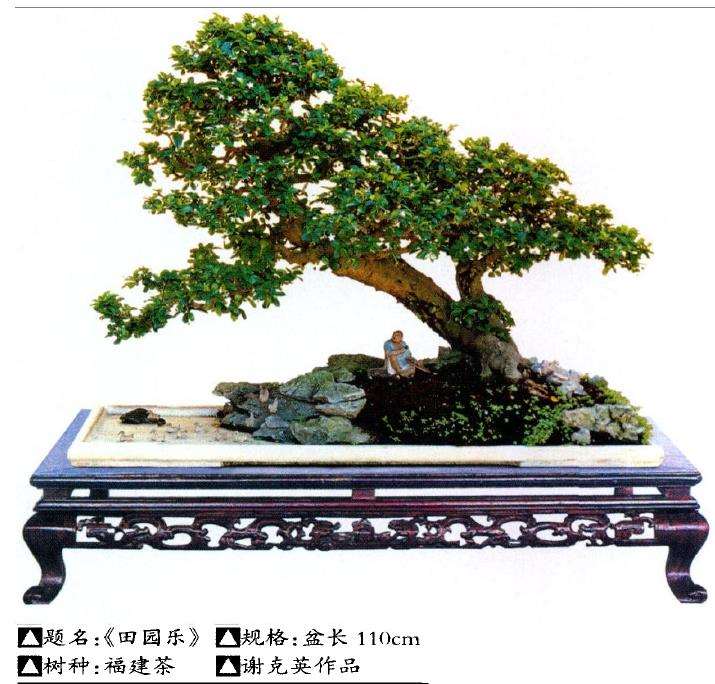 中国盆景大观园总经理谢克英先生