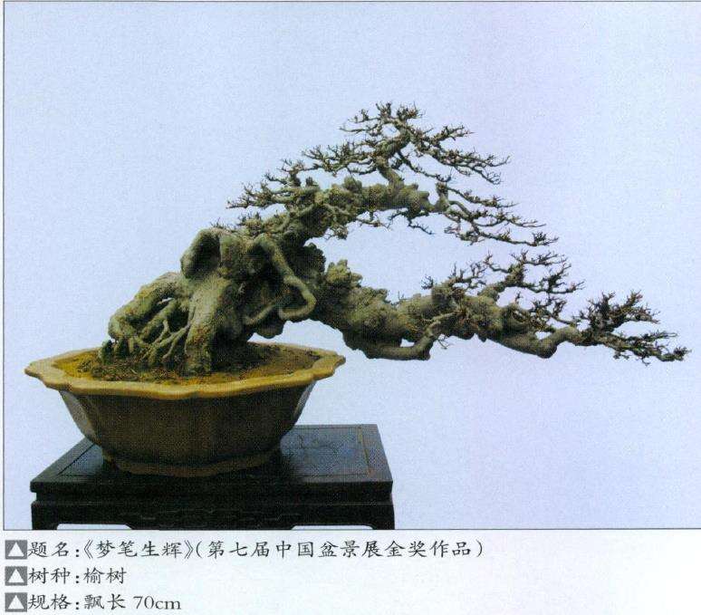 王恒亮 蚌埠人 20年前与盆景结缘