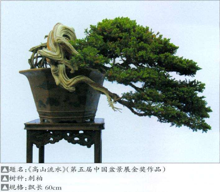 王恒亮 蚌埠人 20年前与盆景结缘