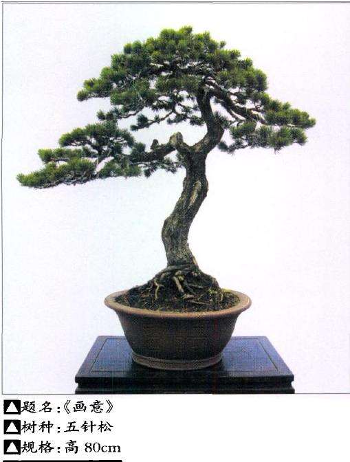 王恒亮 蚌埠人 20年前与盆景结缘