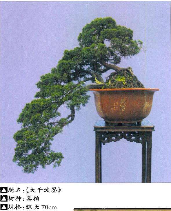 王恒亮 蚌埠人 20年前与盆景结缘