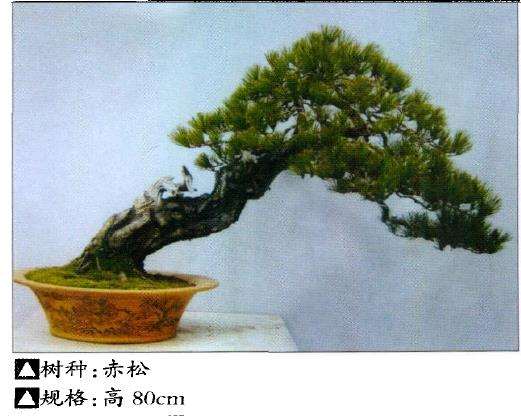 王恒亮 蚌埠人 20年前与盆景结缘