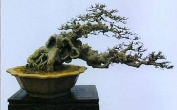 王恒亮 蚌埠人 20年前与盆景结缘